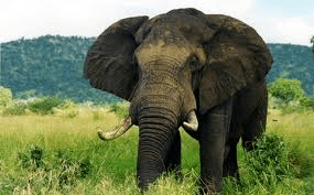 elephant
